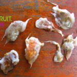 Мангостин фрукт выращивание в домашних условиях