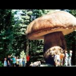 Как называется самый большой гриб