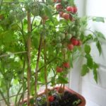 Сколько живут томаты в домашних условиях